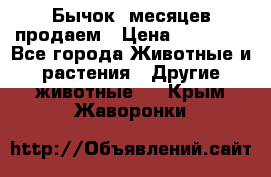 Бычок 6месяцев продаем › Цена ­ 20 000 - Все города Животные и растения » Другие животные   . Крым,Жаворонки